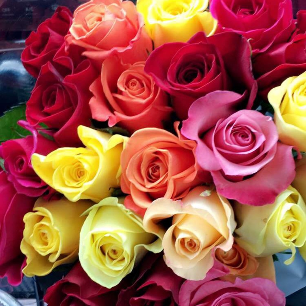 Meet your Posher, Diana